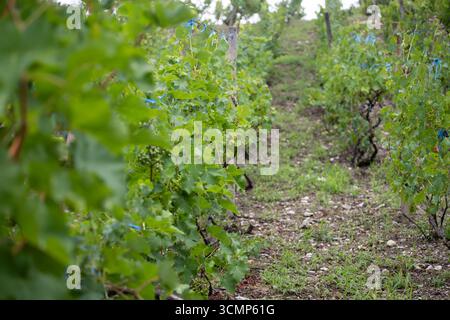 Eine Reihe von Weinreben, die im Sonnenlicht getaucht sind, mit grünen Blättern und unreifen Trauben Stockfoto