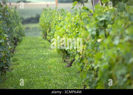 Eine Reihe von Weinreben, die im Sonnenlicht getaucht sind, mit grünen Blättern und unreifen Trauben Stockfoto
