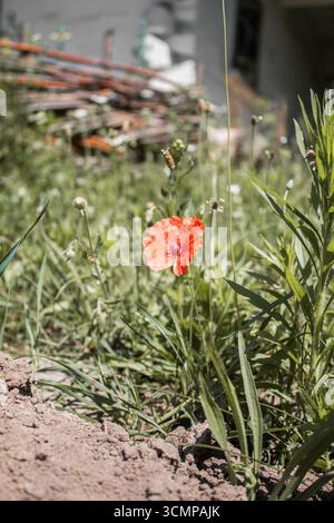 Einzelne rote Mohnblume, die im Feldgras bei natürlichem Sonnenlicht wächst. Stockfoto