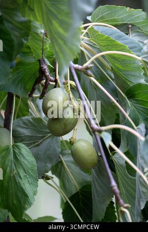 Davidia involucrata, der Taubenbaum, Geisterbaum, Taschentuch, Taschentuch, Stockfoto
