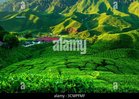 Ceylon-Teeplantage in den Mountains Stockfoto