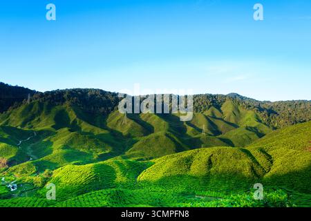 Ceylon-Teeplantage in den Mountains Stockfoto