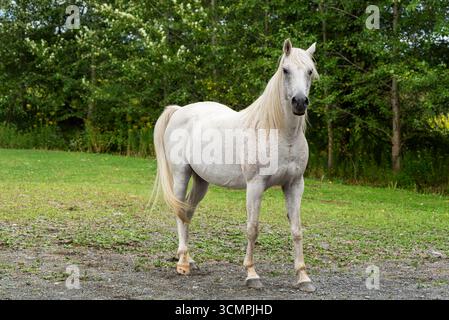 Weißes Pferd mit langer Mähne, das auf einem grünen Feldrand in der Nähe von Waldbäumen steht, ländliche Landschaft im Freien mit natürlichem Licht und friedlicher Atmosphäre Stockfoto