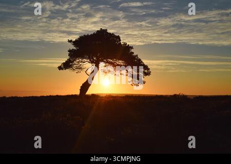 Ein herrlicher Start in den Tag auf den North York Moors, wo die Sonne heute Morgen ihren goldenen Farbton auf einen isolierten Baum geworfen hat Stockfoto