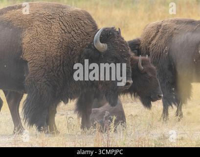 American Bison im Rocky Mountain Arsenal National Wildlife Refuge, mit der Stadt Denver im Hintergrund. Stockfoto