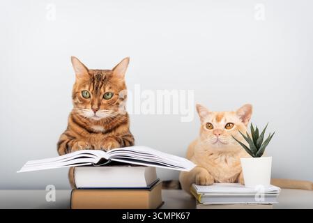 Zwei reinrassige Katzen - eine Bengalen und eine Burmese - sitzen neben einem Stapel Bücher vor einer minimalistischen blauen Wand mit Kopierraum. Stockfoto