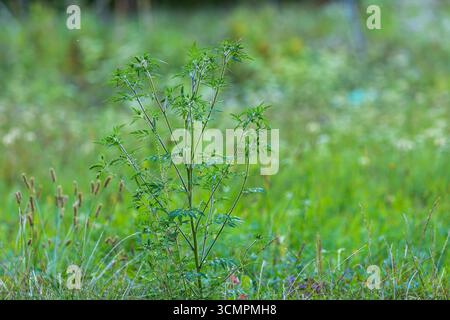 Ambrosia artemisiifolia (Ambrosia artemisiifolia) Pflanze auf der Wiese Stockfoto