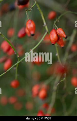 Vertikale Sicht der roten Hunderosen-Beeren auf Grün Stockfoto