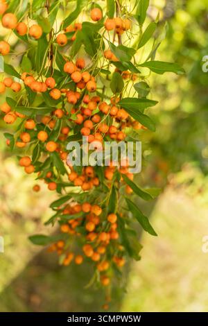 Nahaufnahme von leuchtend orangen vogelbeeren auf einem Zweig, der in goldenem Herbstlicht getaucht ist, mit weichem Bokeh-Hintergrund Stockfoto