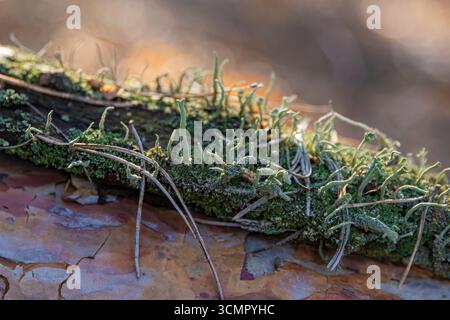 Cladonia Flechten und Moos schließen sich an Baumrinde mit Kiefernnadeln im Wald. Makronaturdetails, ökologische Textur, Mikrowelt der Pflanzen. Stockfoto