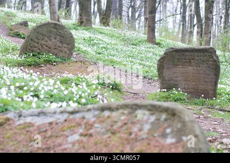 Alte, geneigte jüdische Grabsteine auf dem Lesko-Friedhof in Polen Stockfoto