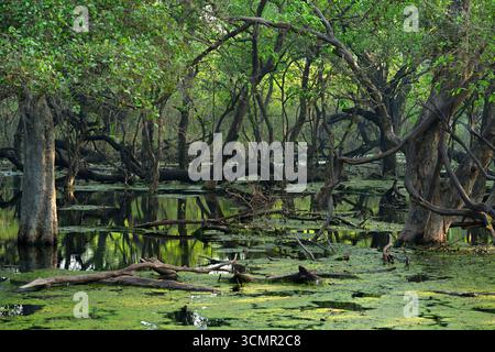 Feuchtwälder, verdrehte Bäume, Algen und Wasserreflexionen im Keoladeo National Park, Bharatpur, Rajasthan, Indien, ruhiger natürlicher Lebensraum Stockfoto