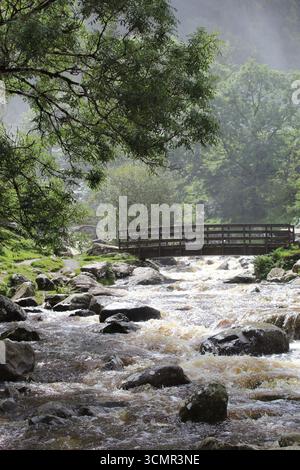 Ein friedlicher Waldfluss, der unter einer hölzernen Fußgängerbrücke fließt, umgeben von üppigem Grün und Nebel. Gefangen in ab Falls, wales Stockfoto