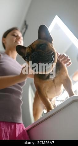 Genießen Sie eine herrliche Pflege mit einer bezaubernden französischen Bulldog in einem modernen, gemütlichen Ambiente Stockfoto