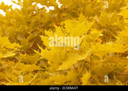 Herbst gelbe Ahornblätter strukturierter Hintergrund. Farbenfrohes Hintergrundbild von Herbstblättern, perfekt für die saisonale Verwendung. Leerzeichen für Text. Stockfoto