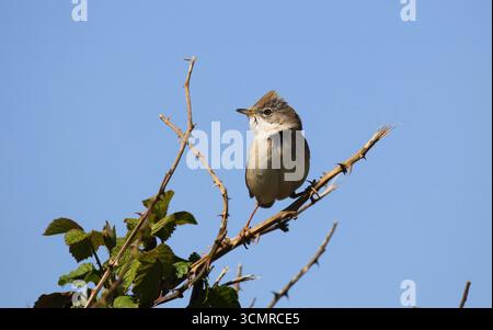 Whitethroat, Curruca communis, im Frühling auf einer Hecke. Norfolk, England. Stockfoto