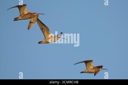 Eurasischer Curlew, Numenius arquata, der im Winter überfliegt. Suffolk, England. Stockfoto