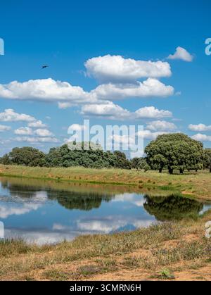 Getreidefelder von La dehesa de salamanca in spanien Stockfoto