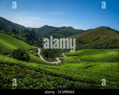 Teeplantagen Kerala, Indien. Wunderschöne Teegärten umgeben von Bergen ist ein touristischer Ort in Südindien, Kerala, Munnar. Stockfoto
