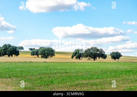 Getreidefelder von La dehesa de salamanca in spanien Stockfoto
