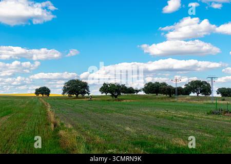 Getreidefelder von La dehesa de salamanca in spanien Stockfoto