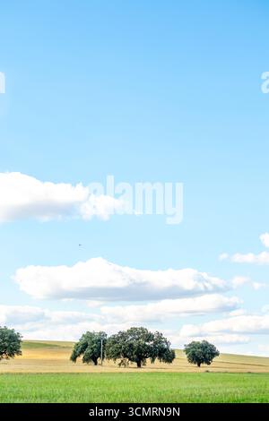 Getreidefelder von La dehesa de salamanca in spanien Stockfoto