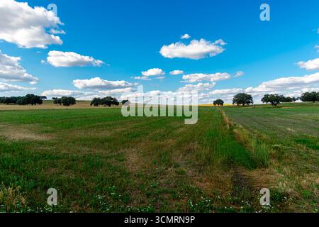 Getreidefelder von La dehesa de salamanca in spanien Stockfoto