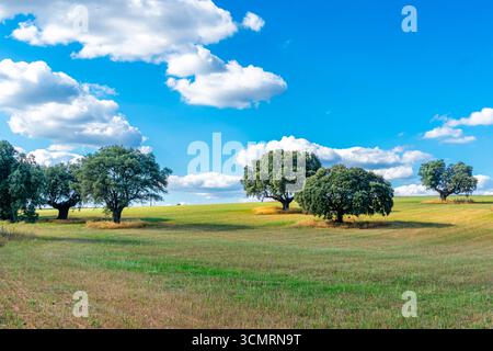 Getreidefelder von La dehesa de salamanca in spanien Stockfoto