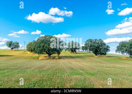 Getreidefelder von La dehesa de salamanca in spanien Stockfoto