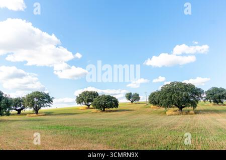 Getreidefelder von La dehesa de salamanca in spanien Stockfoto