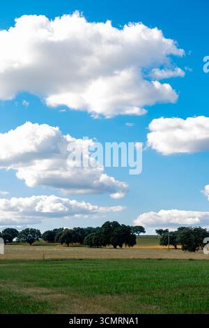 Getreidefelder von La dehesa de salamanca in spanien Stockfoto