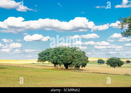 Getreidefelder von La dehesa de salamanca in spanien Stockfoto