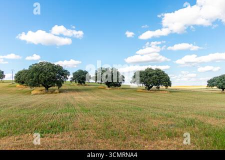 Getreidefelder von La dehesa de salamanca in spanien Stockfoto