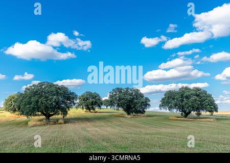 Getreidefelder von La dehesa de salamanca in spanien Stockfoto