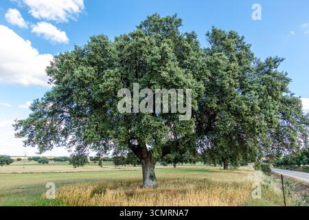 Getreidefelder von La dehesa de salamanca in spanien Stockfoto