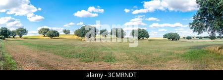 Getreidefelder von La dehesa de salamanca in spanien Stockfoto