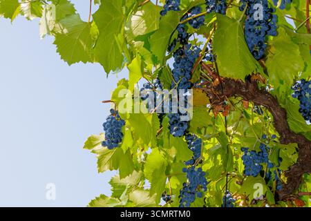 Reife dunkle Trauben wachsen auf einem üppigen Weinberg mit grünen Blättern vor einem klaren blauen Himmel. Ein lebendiges Symbol für Ernte, Weinherstellung und Stockfoto