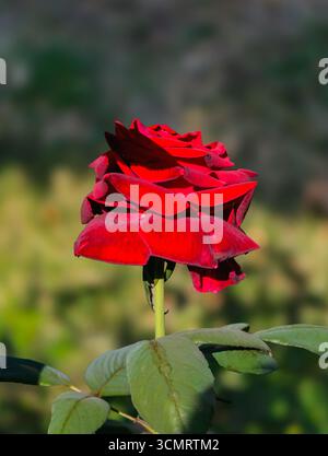 Eine lebendige, tiefrote Rose aus Nahaufnahme mit detaillierten samtigen Blüten und sattgrünen Blättern. Der verschwommene Gartenhintergrund hebt die Blume hervor Stockfoto