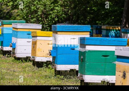 Viele Holzbienenstöcke im Frühlingsgarten im Bienenhaus, um Honig zu sammeln. Eine Reihe bunter Bienenstöcke auf einem kleinen, geschlossenen Bereich Stockfoto