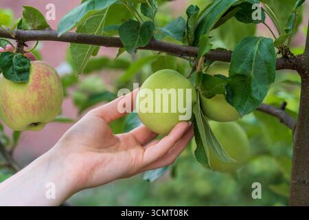 Nahaufnahme einer Mädchenhand, die einen Apfel von einem Baum in einem Obstgarten pflückt Stockfoto