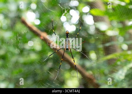 Sri Lanka - Matale - Nephila pilipes (Riesen Golden Orb Weaver) - Spinne auf einem tau bedeckten Netz Stockfoto