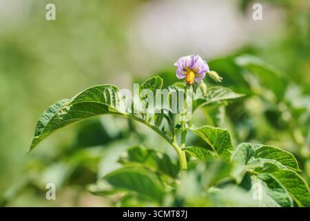 Die Sonne scheint über Kartoffelpflanzen, leuchtend gelbe und violette Blüten über grünen Blättern Stockfoto
