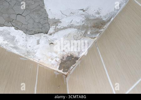 Feuchte Deckenecke mit Wasserflecken, Schimmel- und Putzschäden. Stockfoto