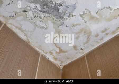 Feuchte Deckenecke mit Wasserflecken, Schimmel- und Putzschäden. Stockfoto