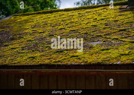 Nahaufnahme von Moos, das auf dem Dach des Häuschens wächst Stockfoto