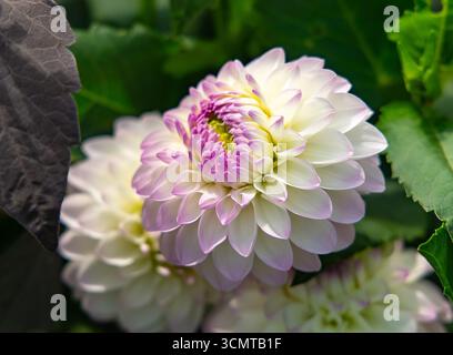 Weiße Dahlienblume mit violett-rosa Blütenspitzen und gelber Mitte, Nahaufnahme vor grünem Laubhintergrund mit natürlicher Beleuchtung. Stockfoto