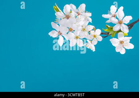 Frühlingsapfel weiße Blüten Blumen auf blauem Hintergrund Stockfoto