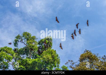 Sri Lanka – Peradeniya – Indischer Flying Fox (Pteropus giganteus) – Gruppe, die über einem Walddach fliegt Stockfoto