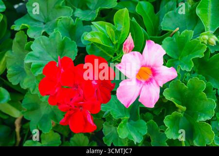 Eine leuchtend rote Geranie und eine einzelne rosafarbene mandevilla-Blume blühen nebeneinander, eingerahmt von dichten grünen Blättern in einem lebhaften Sommergarten. Stockfoto