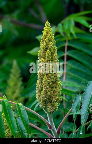 Ein Zweig des Sumac-Essigs mit einer Knospe, die mit kleinen Blüten bedeckt ist. Stockfoto